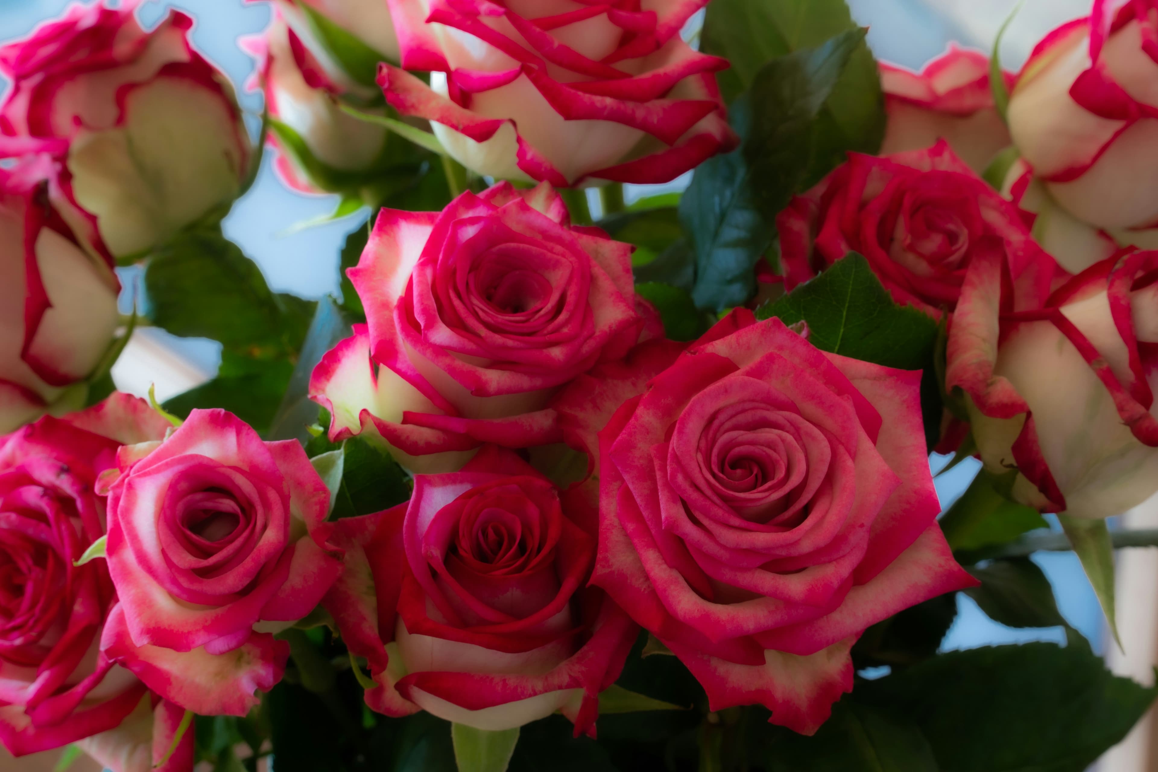 Seasonal flowers being selected at a local florist workshop